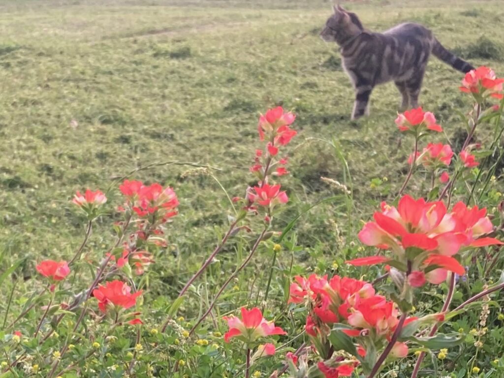 Brown tabby cat in a field of Indian paintbrush flowers